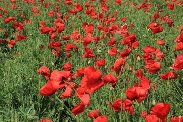 Fototapeta premium ポピー畑