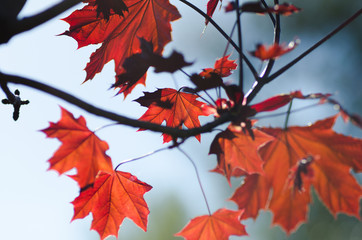 vine leaves vine grapes wine plant