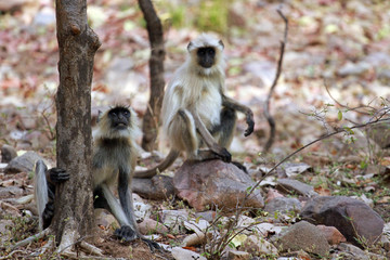 Gray langur, Ranthambore National Park, India