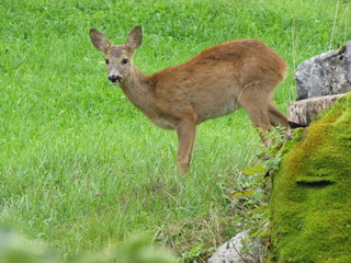 Reh - Capreolus capreolus