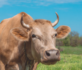 Рыжая корова на выпасе на заливном весеннем лугу