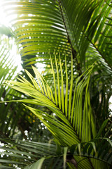 Obraz na płótnie Canvas Tropische Pflanzenvielfalt - Palmenblätter Hintergrundbild für Tropisches Lebensgefühl