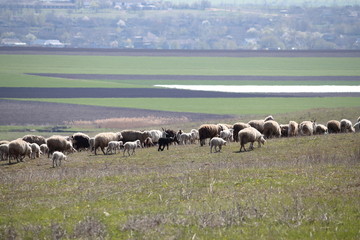 Herd of sheep goes down from hill