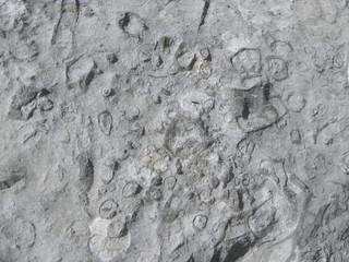 Muschelkalk