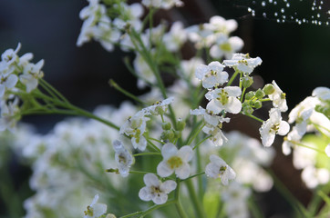 White flowers in a summer garden
