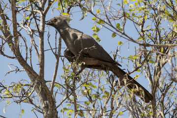 Touraco concolore, .Corythaixoides concolor, Grey Go away bird, Parc national Kruger, Afrique du Sud