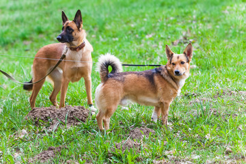 Woman walking with a dog in the park