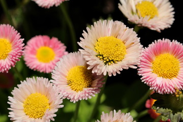 красивый цветок астра в бело розового цвета на размытом фоне        