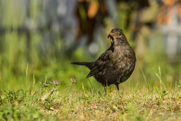 Amsel - Familienplanung 