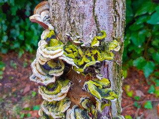 Vegetation emerging from the bark of a tree