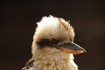 Lachender Hans, Kookaburra, Portrait