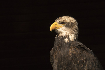 Adler, seitliches Portrait