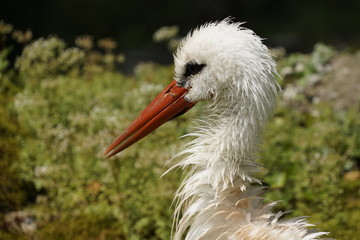 Weissstorch, seitliches Portrait