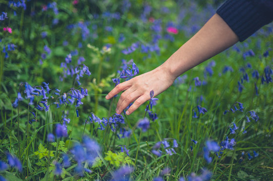 Hand of young woman touching bluebells