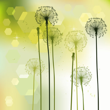 floral background, dandelion