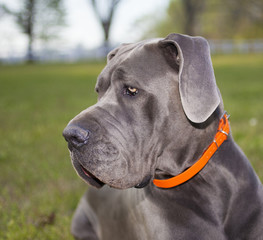 Great Dane portrait