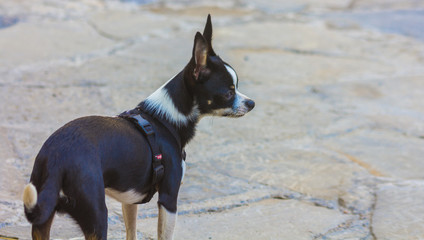 Black and white chihuahua