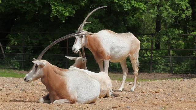 Two critically endangered adult scimitar horned Oryx (Oryx dammah) resting on the ground