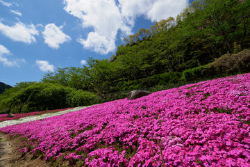 Obraz premium 芝桜と青空