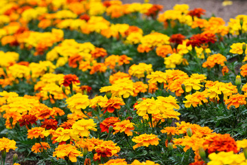 満開のマリーゴールド
