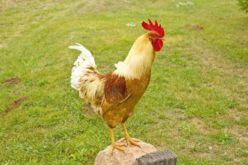 Closeup of a hen in a farmyard (Gallus gallus domesticus)