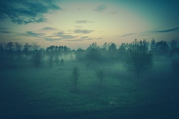 Foggy Evening Scenery