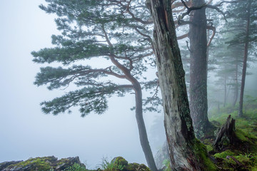 Fantasy foggy forest