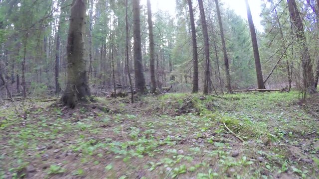 Spring forest with a windbreak