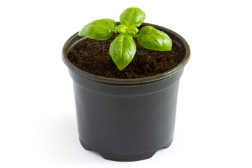 Young fresh basil plant in a pot, just starting to grow. Isolated on white background