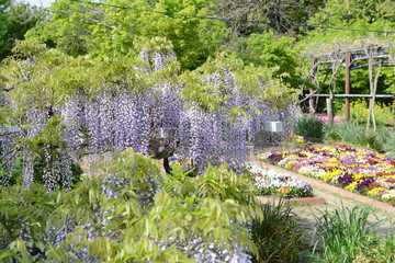 柳川藩主立花邸の大藤
