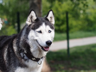 Portrait of a husky in the summer