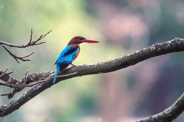 White-throated kingfisher or Halcyon smyrnensis