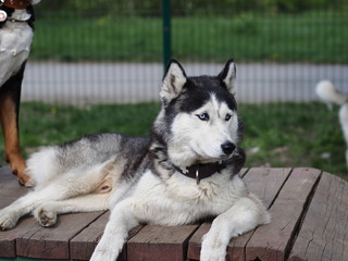 Portrait of a husky in the summer