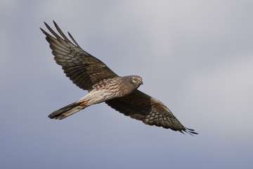 Montagus harrier (Circus pygargus)