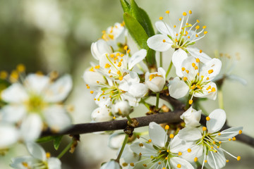Fruit blossom close-up