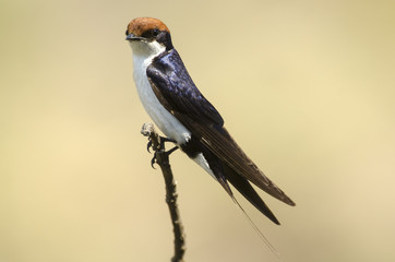 Hirondelle à longs brins,  Hirundo smithii, Wire tailed Swallow, Parc national Kruger, Afrique du Sud © JAG IMAGES