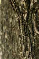 Bark texture