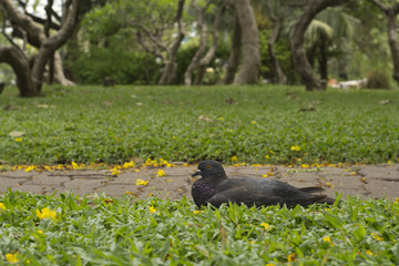 Dove sitting amidst a park.