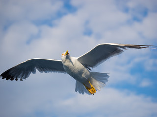 Beautiful Seagull flying