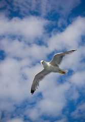 Beautiful Seagull flying