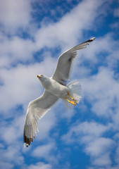 Obraz premium Beautiful Seagull flying