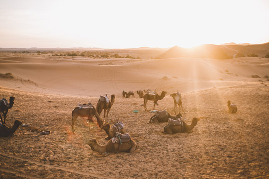 Camels in the desert of Morocco