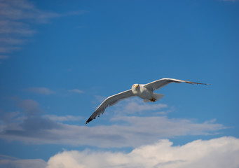 Beautiful Seagull flying