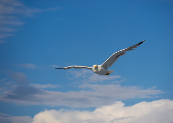 Fototapeta na wymiar Beautiful Seagull flying