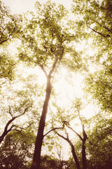 Fototapeta premium Baumwipfel aus Vogelperspektive