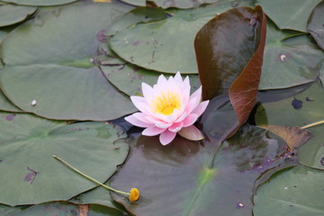 ninfea_01
