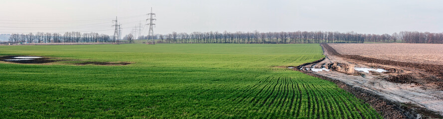 Obraz premium Landscape with winter wheat rye agricultural fields and dirty road -- spring landscape, banner, panorama