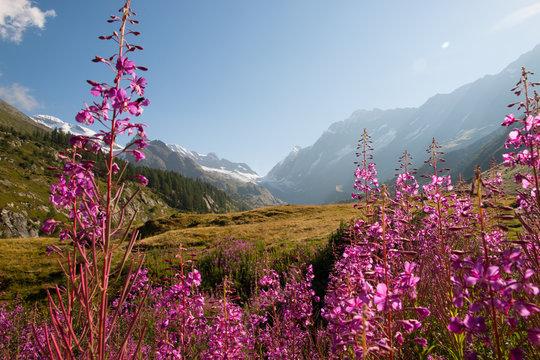 Blumen Pink im Gebirge Alpen