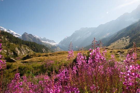 Blumen Pink im Gebirge Alpen