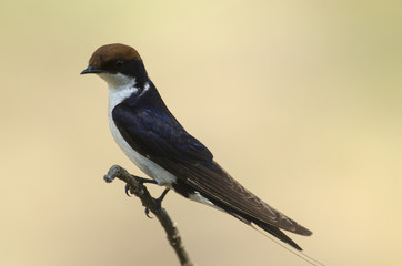 Hirondelle à longs brins,  Hirundo smithii, Wire tailed Swallow, Parc national Kruger, Afrique du Sud © JAG IMAGES
